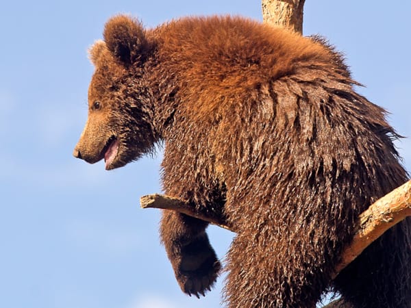 En brun bjørn klatrer opp et tre.
