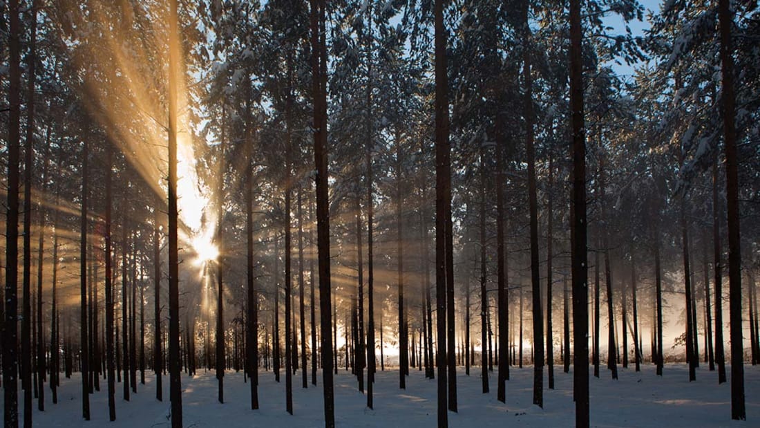 Kveldssola bryter gjennom trær i vinterlandskap.