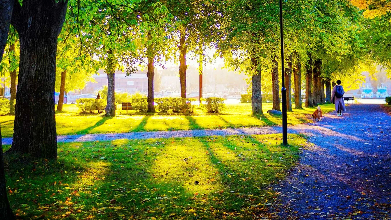 Groen parkgebied met de zon die door de bomen schijnt. 