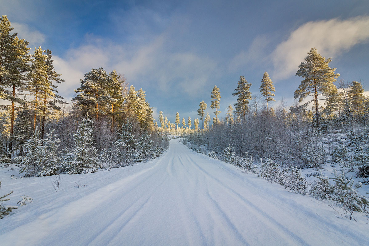 Skil&#xF8;yper innover i skogen.