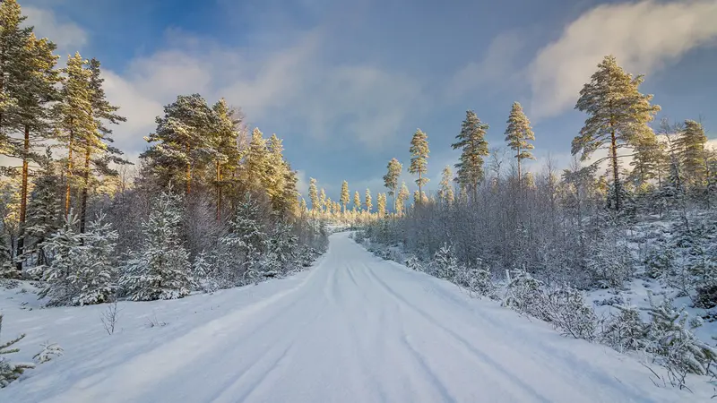 Skiløyper innover i skogen.