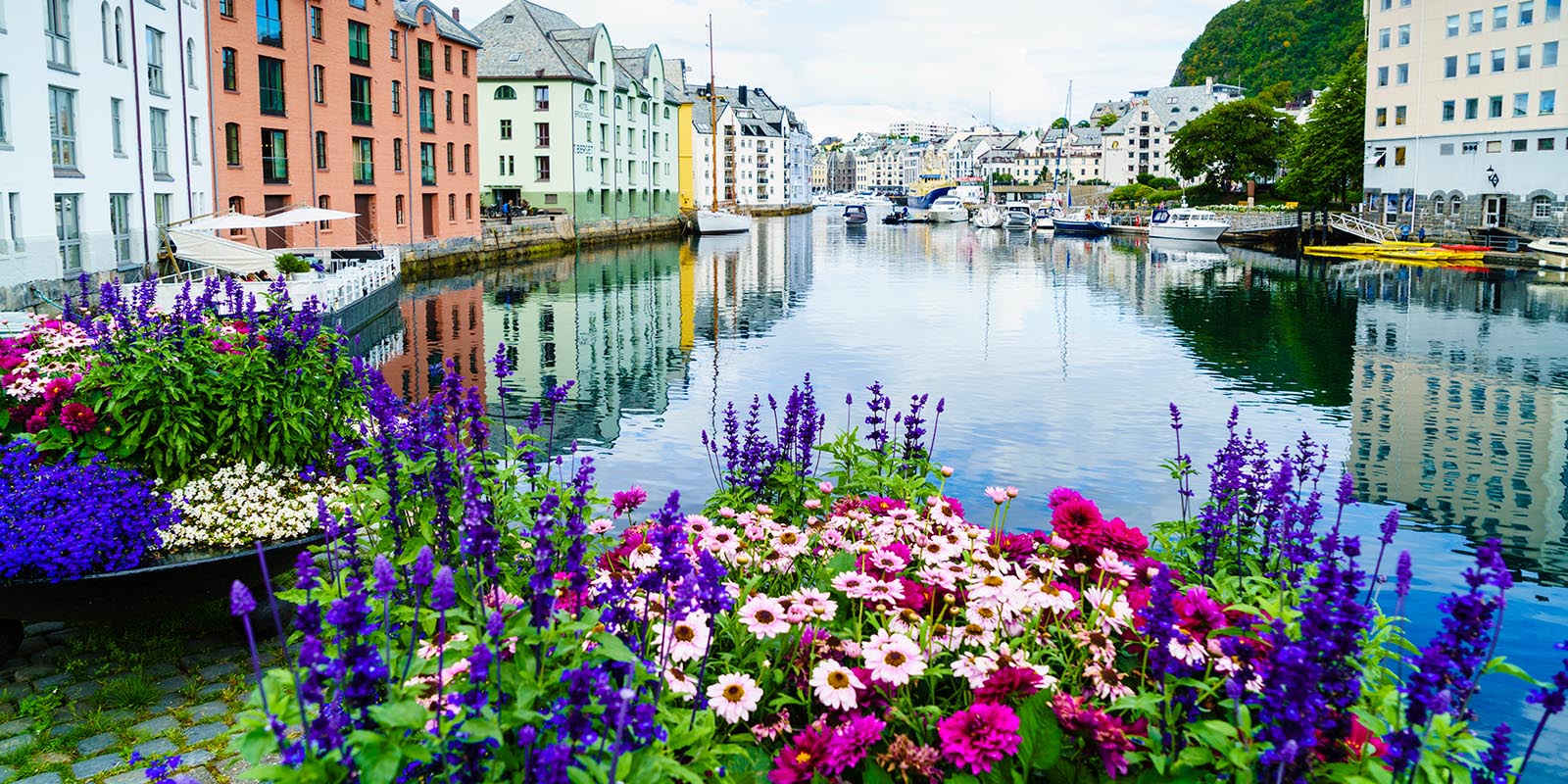 Blomster i forgrunnen av vannet og bebyggelse i Ålesund