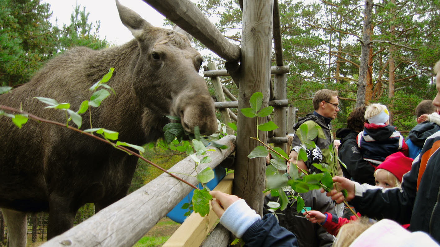  Elg spiser blader fra et tre i en dyrehage.