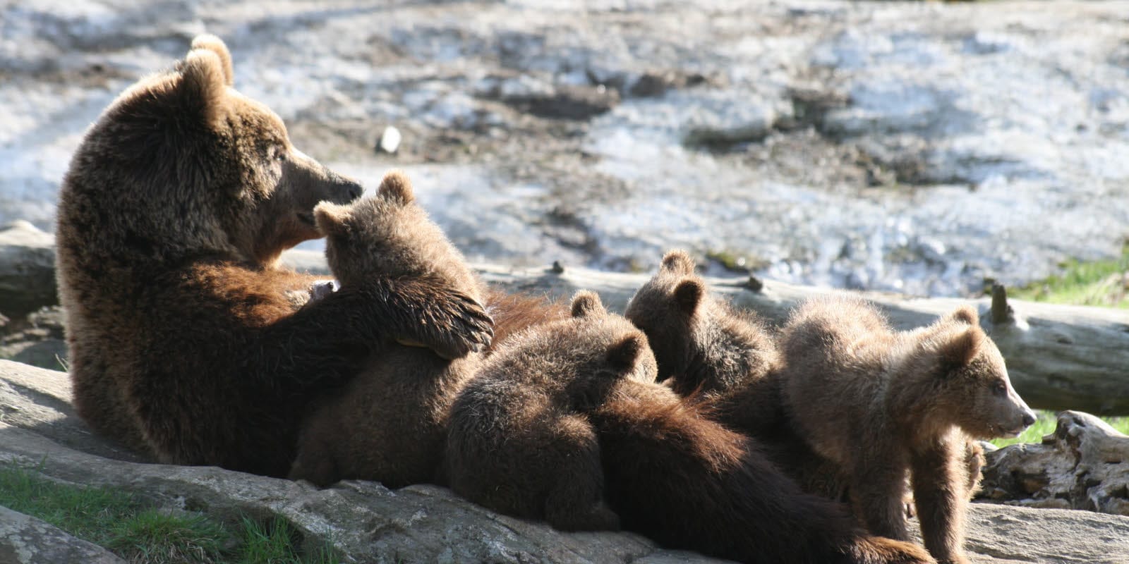 Bjørn slapper av med sine barn i Bjørneparken i Flå