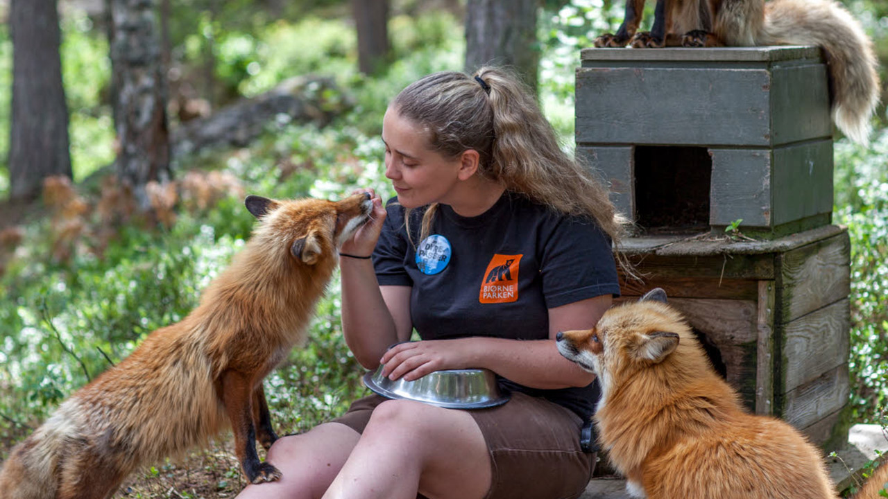 Liten jente som mater en geit