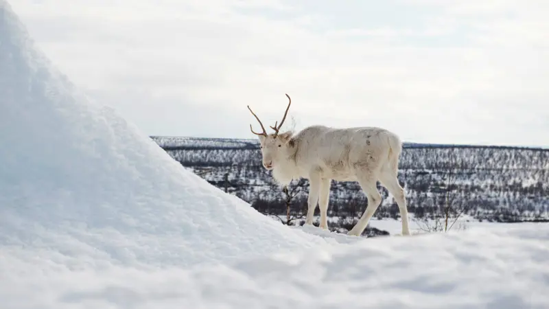 Lavo i Kautokeino.