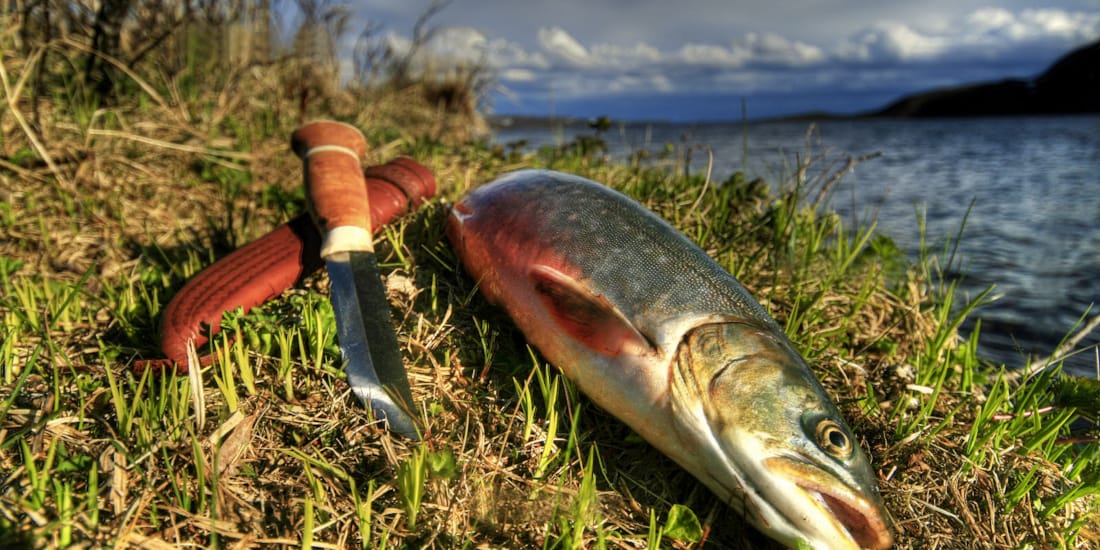 Fisk fanget ved Kautokeino-elva