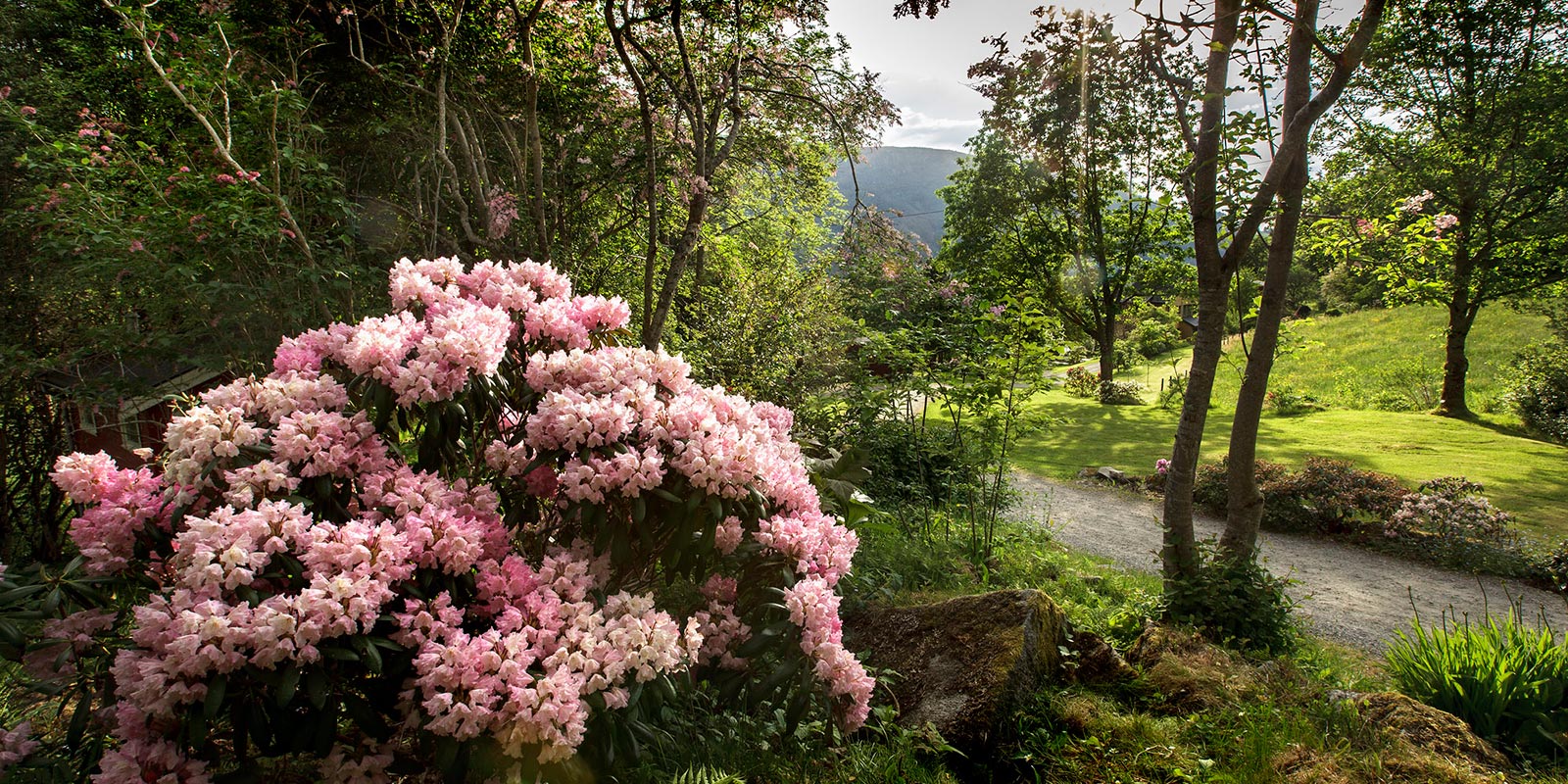 Rosa blomst blomstrer midt i en frodig grønn eng.