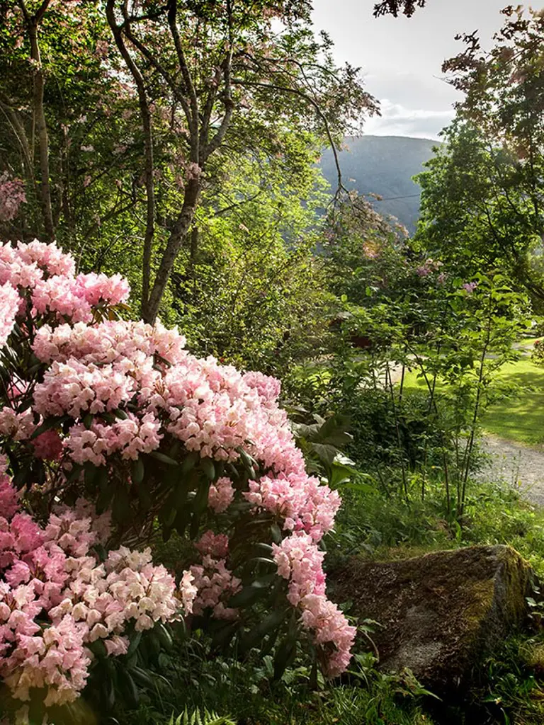 Rosa blomst blomstrer midt i en frodig grønn eng.
