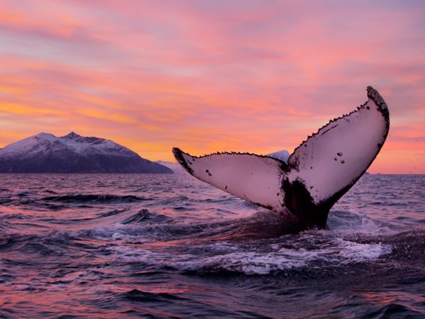 En hvalhale stikker opp av vannet ved solnedgang.