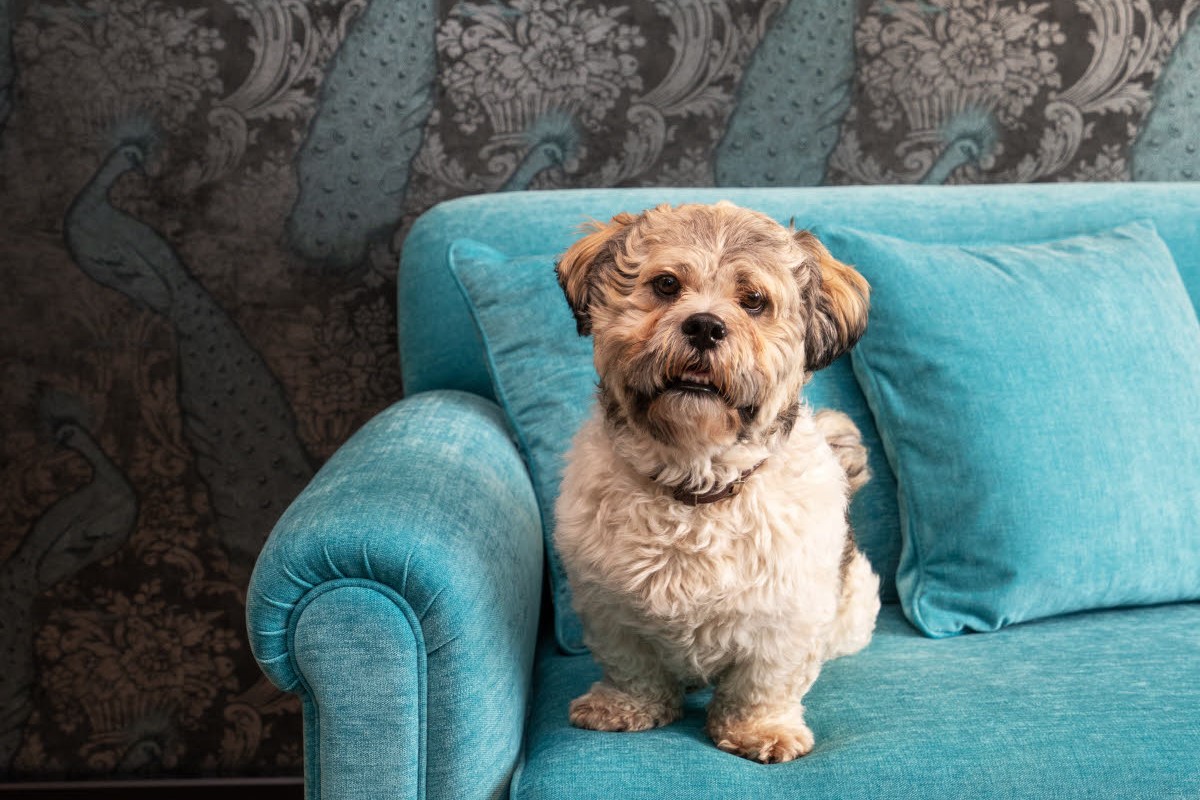 Hund i sofaen på hotellrommet