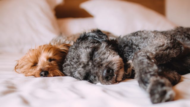 To hunder ligger i seng på hotell