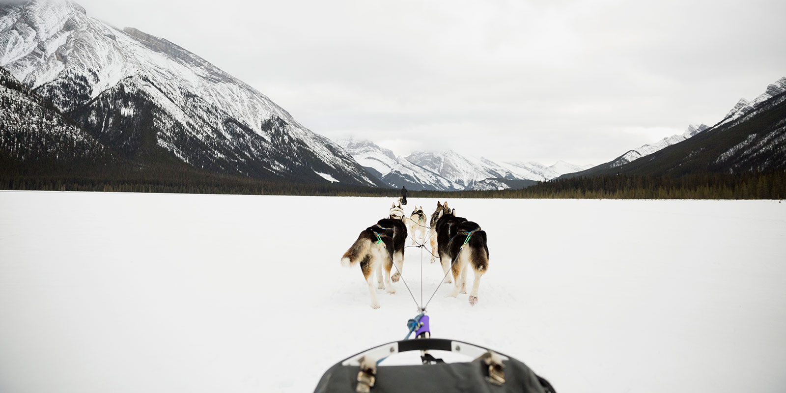 hundeslede i sn&#xF8;en
