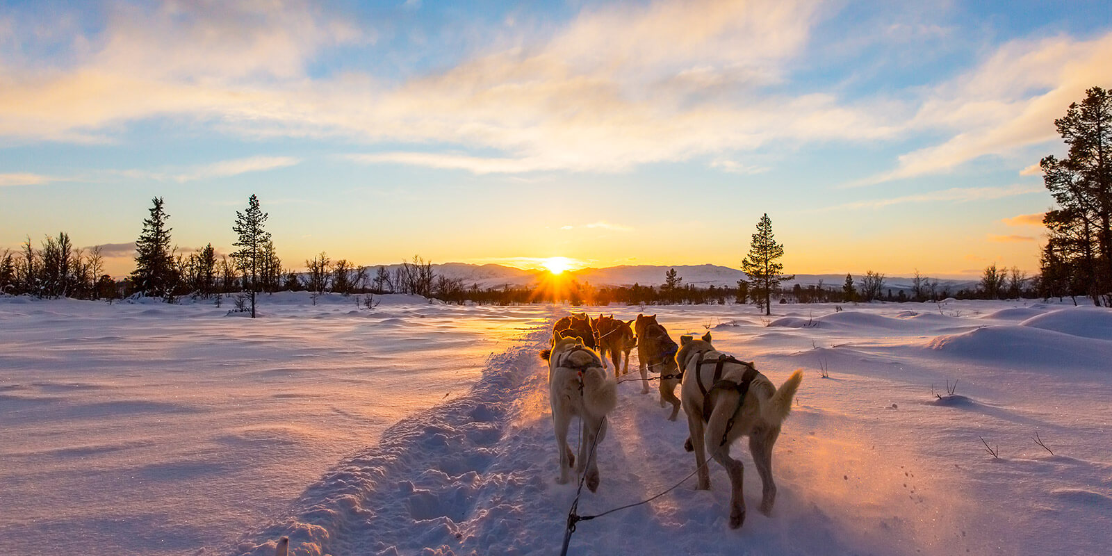 huskyslede i vintervær