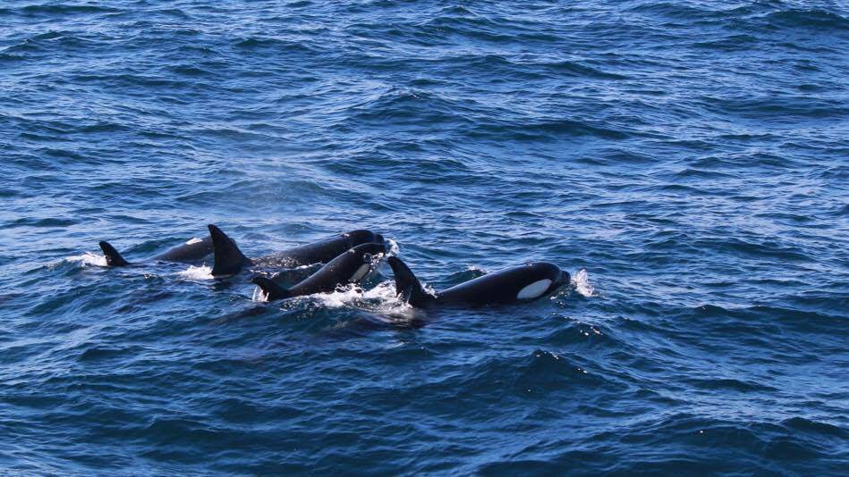Tre spekkhoggere svømmer ved siden av hverandre i havet.