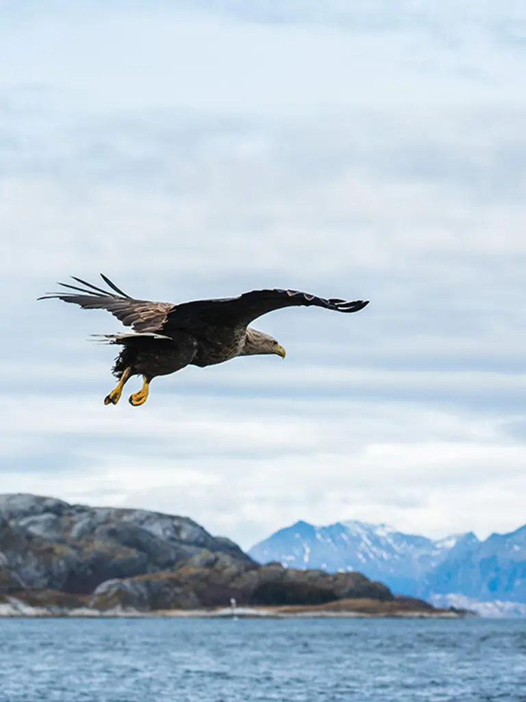 Havørn flyr over vannet