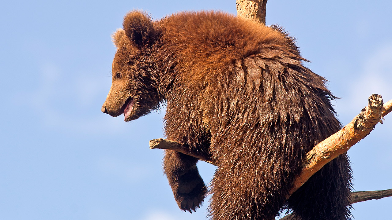 En brun bjørn klatrer opp et tre.
