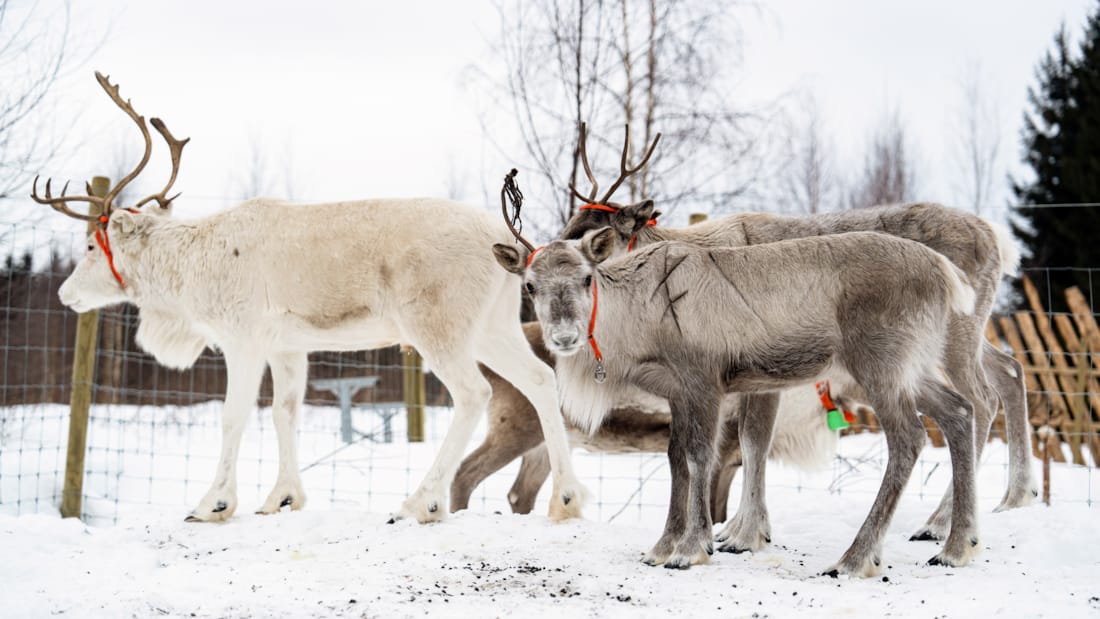 Fire reinsdyr står på snødekt bakke utenfor Oslo Sapmi Reindeer hos Thon Hotel Oslo Airport.