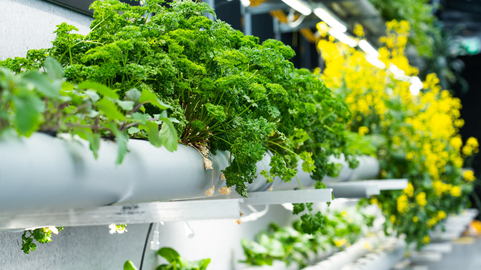 Nærbilde av grønne urter 