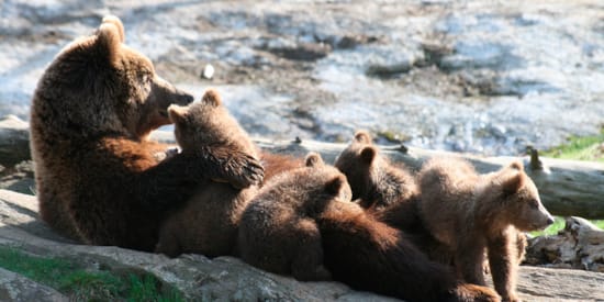 En bjørnefamilie i Bjørneparken