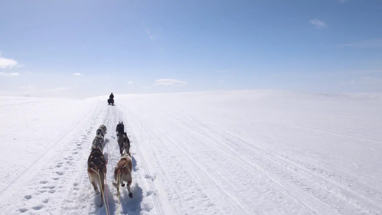 Hundeslede på vidda i Kirkenes. Blå himmel og vinterlandskap så langt øyet kan se.